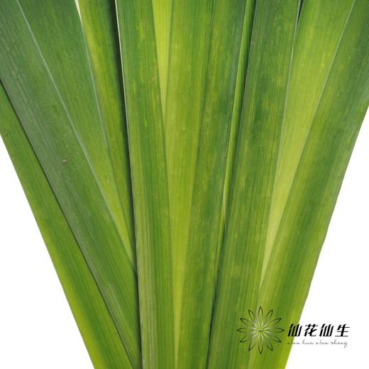 叶材| 鸢尾叶 商品图1