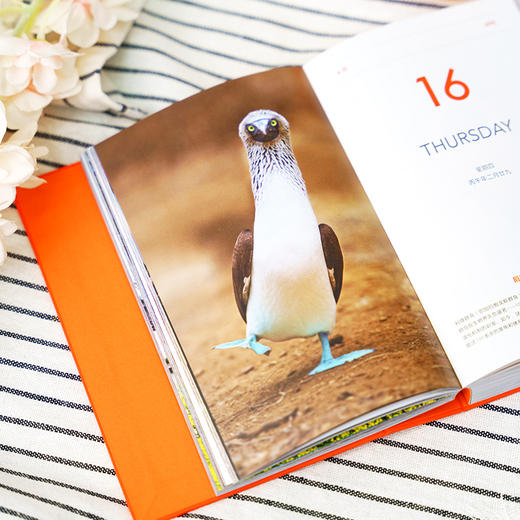 美丽的地球：2026日历 12个月 12种旅行主题 319处旅行目的地，一个懂你的“旅行搭子”  可撕设计 日历书 商品图7