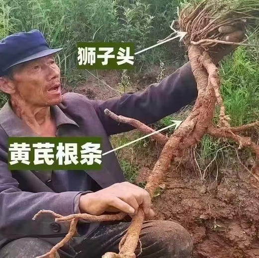 【野生黄芪】正宗野生黄芪 新货包邮 商品图7