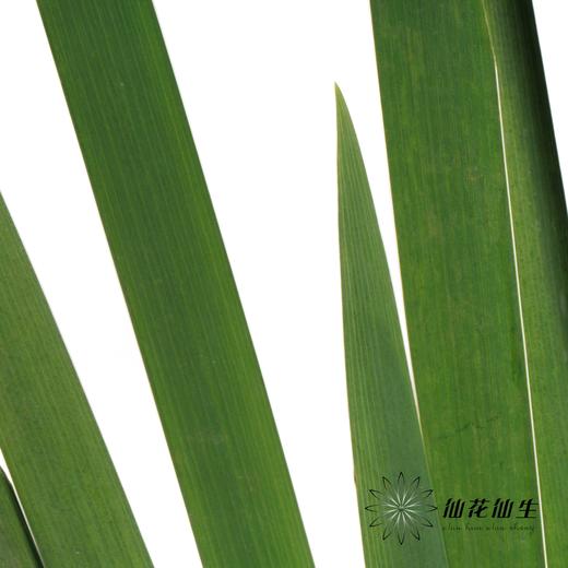 叶材| 鸢尾叶 商品图2