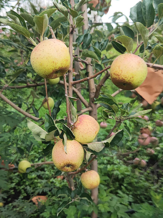 【云南维纳斯黄金苹果】甜蜜诱人，金黄果肉酥脆爽口，皮薄肉脆果汁四溢 发顺丰-CC 商品图8