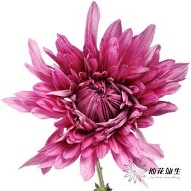 小菊 | 大头菊D457【新品测试，折痕瑕疵不售后，介意慎拍】