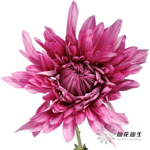 小菊 | 大头菊D457【新品测试，折痕瑕疵不售后，介意慎拍】 商品图0