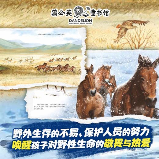 学龄前-2年级「中国旗舰物种」｜大象+雪豹+东北虎+熊猫+野马 商品图3