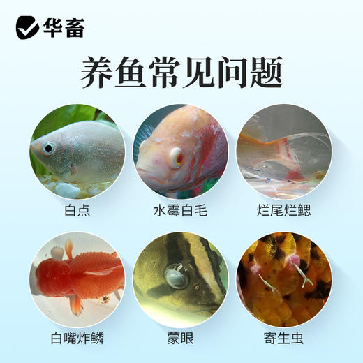华畜亚甲基蓝鱼缸杀菌消毒锦鲤观赏鱼药白点净烂身烂尾水霉病专用 商品图1