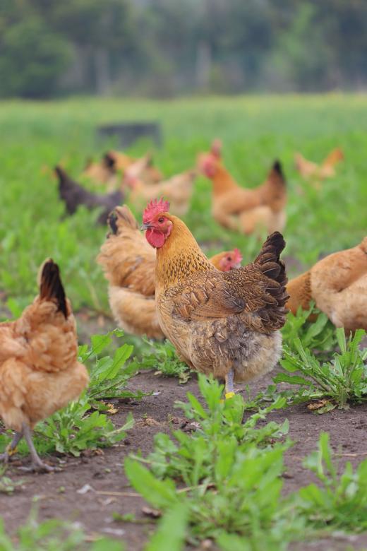 每月一囤！【预售】【散养土鸡蛋】纯粮慢养+散放觅食，拒绝激素、抗生素，拒绝高密度笼养，拒绝速成鸡，生态间小群散养。 商品图4