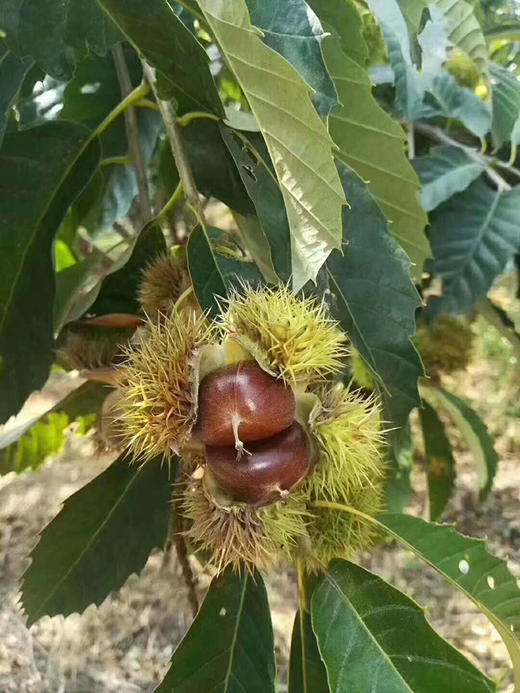 【迁西板栗】品种优异，迀西核心产地，品种发源地，单一黄金生长区，精心种植，科学管理-CC 商品图2