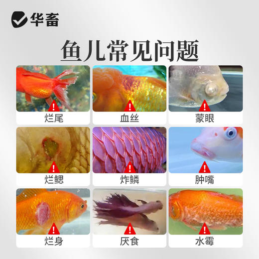华畜鱼康宝调节水质水族鱼缸用烂尾烂鳃蒙眼水霉观赏鱼调理健康 商品图1