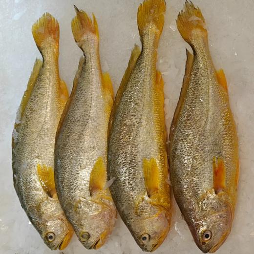 【超市】冰鲜黄花鱼一条   约500g-600g 商品图0