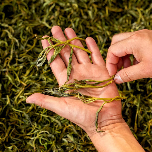 蕞鼎级产品【皇票】2018年龙盘箐茶王，勐海第一高杆古寨春蕞鼎级产品，线上开业留存至今回馈喜欢极致口感的茶友，357克/饼*5，锡罐包装 商品图9