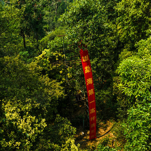 蕞鼎级产品【皇票】2018年龙盘箐茶王，勐海第一高杆古寨春蕞鼎级产品，线上开业留存至今回馈喜欢极致口感的茶友，357克/饼*5，锡罐包装 商品图4
