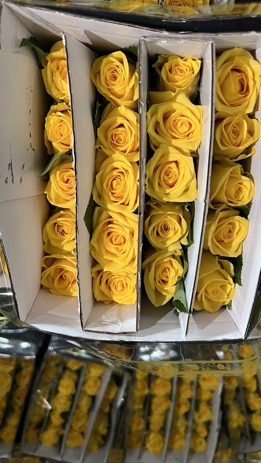 国产单头玫瑰花金枝玉叶10支 商品图2