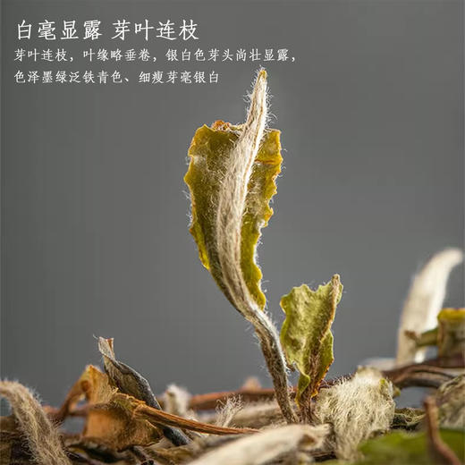 【静思书轩】净斯福鼎白茶白牡丹140g(35g*4) 商品图2