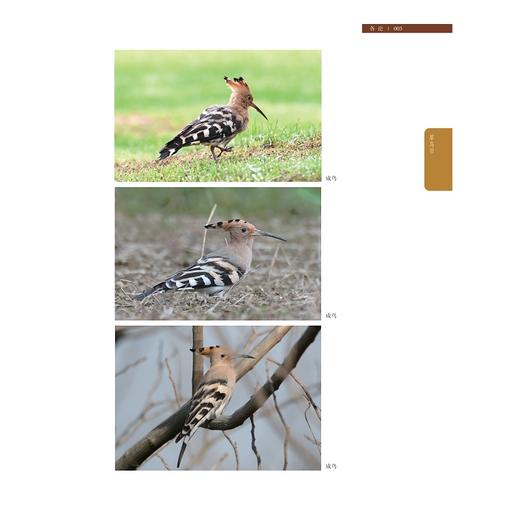 临安鸟类资源（下册）/徐卫南 程爱 林厉亮 主编/浙江大学出版社 商品图2