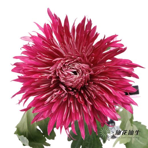 小菊 | 大头菊D608【新品测试，折痕瑕疵不售后，介意慎拍】 商品图3