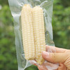 云南西双版纳白拇指玉米  软糯小玉米 商品缩略图6