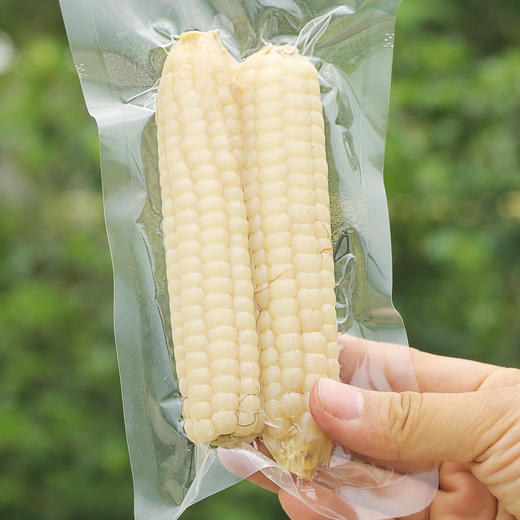 云南西双版纳白拇指玉米  软糯小玉米 商品图6