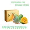 攀枝花树上熟芒果 商品缩略图0