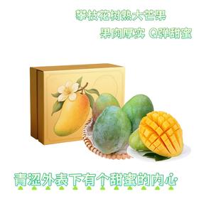 攀枝花树上熟芒果