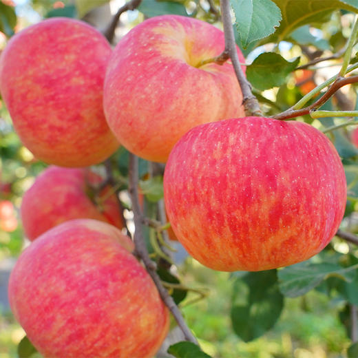 【秦脆苹果】顶端果业陕西洛川秦脆苹果20枚85mm大果礼盒 新鲜水果手提装 商品图8