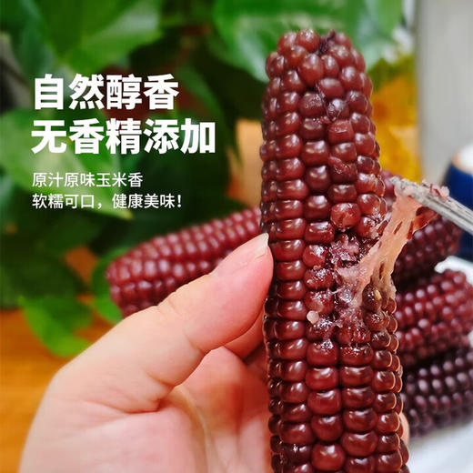 云南西双版纳紫拇指玉米2斤礼盒 软糯小玉米 商品图1