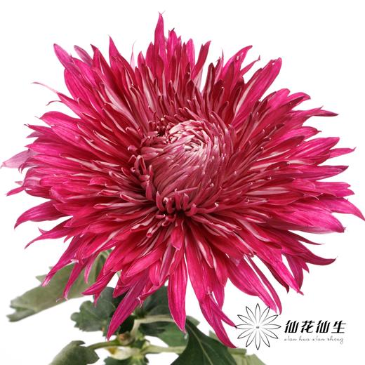 小菊 | 大头菊D608【新品测试，折痕瑕疵不售后，介意慎拍】 商品图2