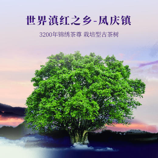 云顶壹号滇红茶中国红 40g/盒 商品图6