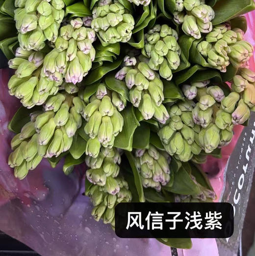 风信子.紫色 商品图1