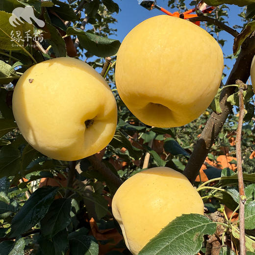 生态秦玉苹果（售完即止） | 合作生产*Ecological Qinyu  Apple | Partner Production 商品图2