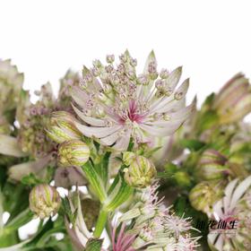 配花 | 国产大星芹星耀粉