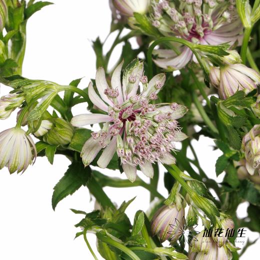 配花 | 国产大星芹星耀粉 商品图2