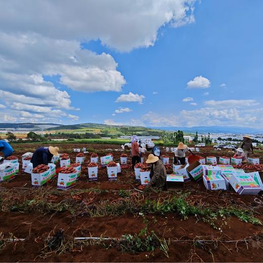 【分销】生态好薯！云南高原榴莲蜜薯  自然成熟产地直供，溏心留蜜香甜可口 商品图7