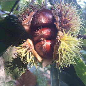 2025年【新鲜怀柔板栗油栗 | 拍下可发出】10年生态种植 万里长城脚下的大山深处！自然成熟 香甜软糯 生吃熟吃均可