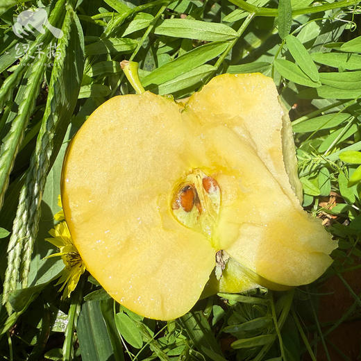生态秦玉苹果（售完即止） | 合作生产*Ecological Qinyu  Apple | Partner Production 商品图1