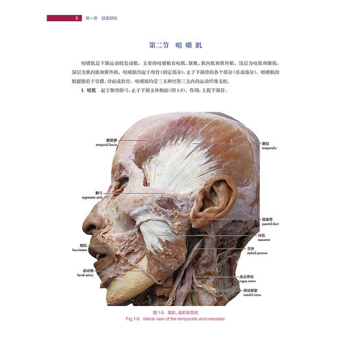 口腔种植解剖学 纪荣明 吴轶群 王少海 主编 内容均为口腔种植所需要的解剖结构 又配有正常人体结构的实物彩色图片人民卫生出版社 商品图4