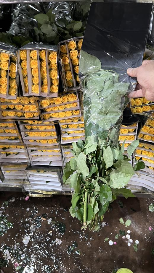 国产单头玫瑰花金枝玉叶10支 商品图4