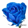 厄瓜多尔单头玫瑰 | 蓝色天鹅绒 VELVET BLUE 商品缩略图4