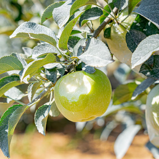 挑剔虎青森苹果 商品图3