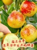 脆甜冬枣·精品果 商品缩略图1