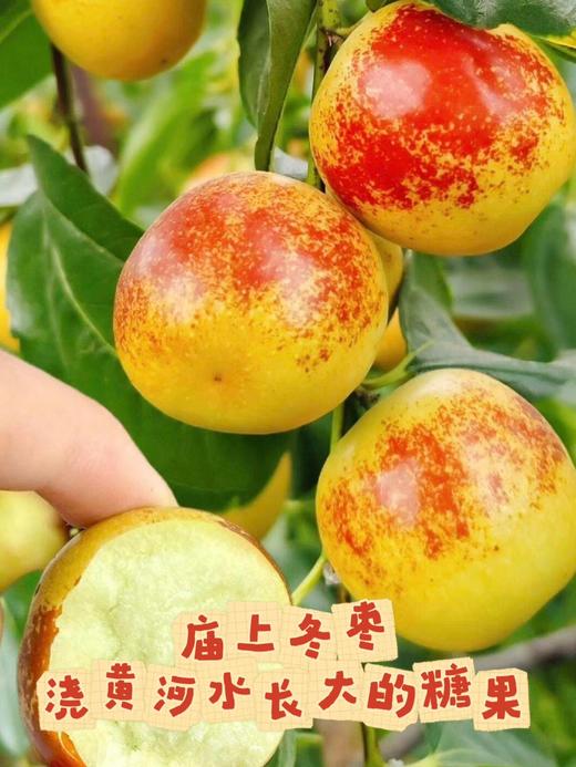 脆甜冬枣·精品果 商品图1