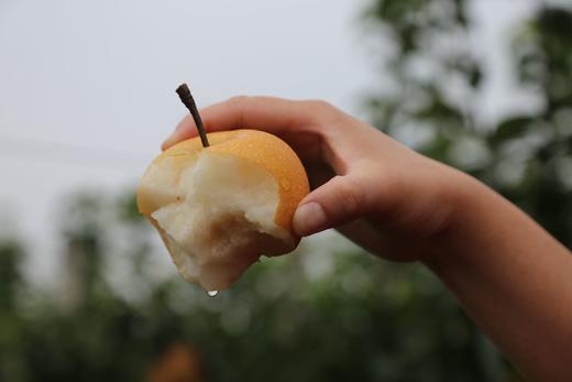 【产地直发包邮】畛甜—秋月梨 商品图2