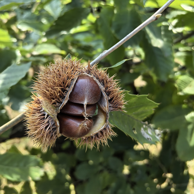 千亩梯田生态油栗 黏糯香甜 肉厚味甜