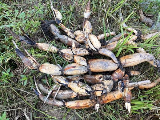 自产/有机种  莲藕/粉藕 （带泥发货,单品零售，包邮） 商品图1