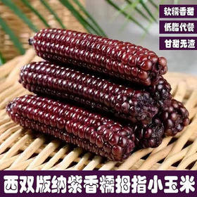 云南西双版纳紫拇指玉米2斤礼盒 软糯小玉米