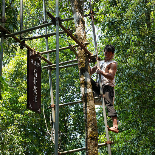 蕞鼎级产品【皇票】2018年龙盘箐茶王，勐海第一高杆古寨春蕞鼎级产品，线上开业留存至今回馈喜欢极致口感的茶友，357克/饼*5，锡罐包装 商品图8
