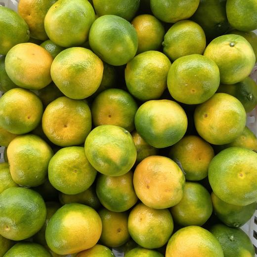 东江湖蜜桔 商品图1