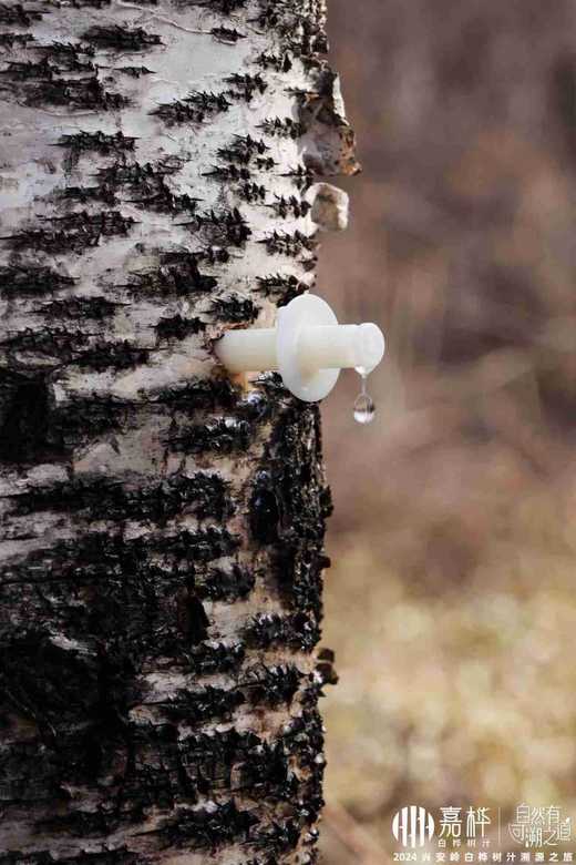 【嘉桦浓缩白桦树汁】白金版本10倍浓缩！真正0添加原质保鲜的白桦树汁，真正0添加常温纯物理过程浓缩的白桦树汁，顺丰快递~ 商品图2