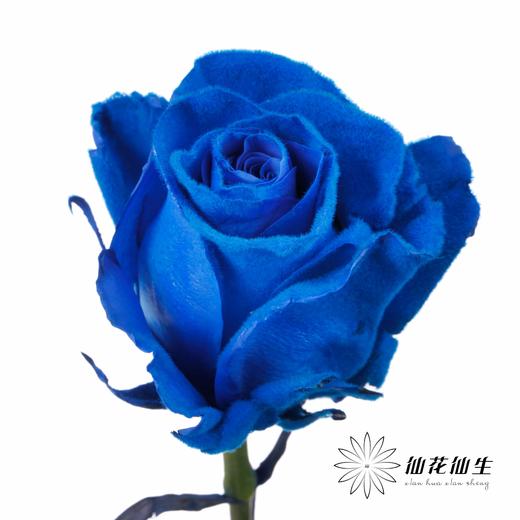 厄瓜多尔单头玫瑰 | 蓝色天鹅绒 VELVET BLUE 商品图3