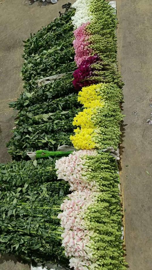 金鱼草配配色 商品图0