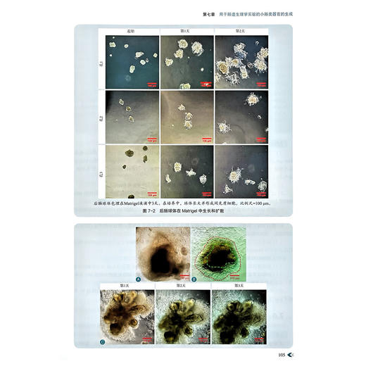 人多能干细胞衍生类器官模型 张莉芸 主译 本书全面介绍了多种类器官构建的流程和技术要点 9787523526880 科学技术文献出版社 商品图4